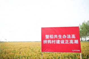 乡村电商，小村庄里的大市场变革之路