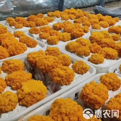 种植金耳菌加盟品牌推荐及案例分析