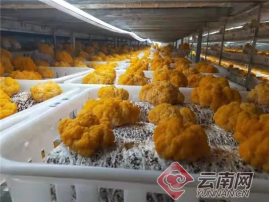 种植金耳菌加盟品牌推荐及案例分析