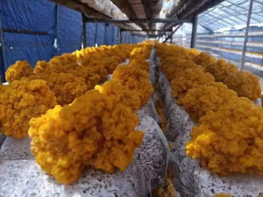 种植金耳菌加盟品牌推荐及案例分析