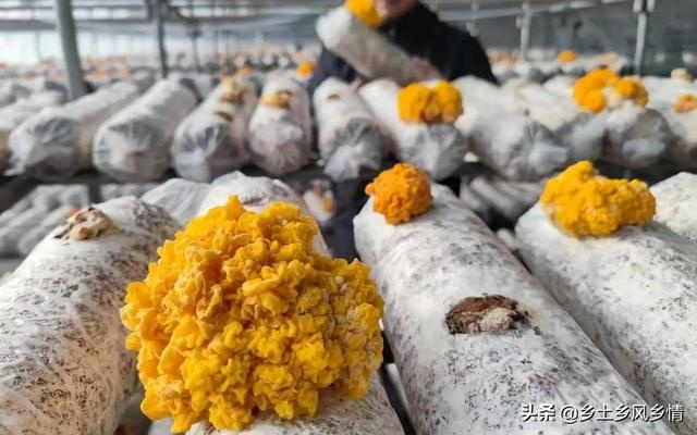 种植金耳菌加盟品牌推荐及案例分析