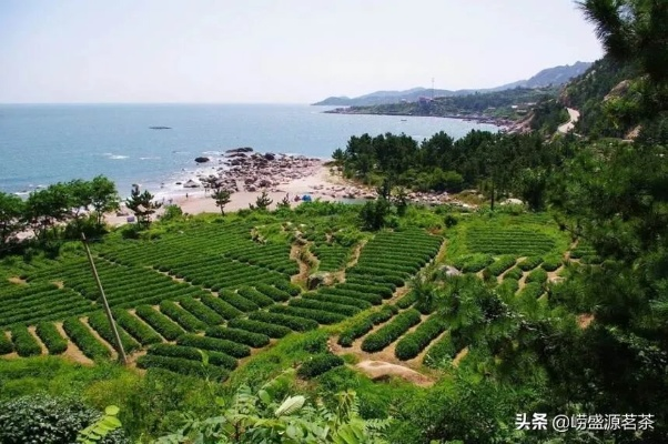 青岛崂山茶叶品牌大盘点，品味山海之间的茶香韵味