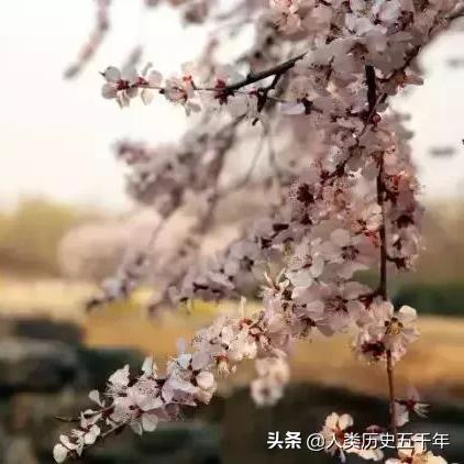 桃多多额度提现,桃多多额度290 桃多多额度提现攻略，290元额度轻松提现，快来了解一下！