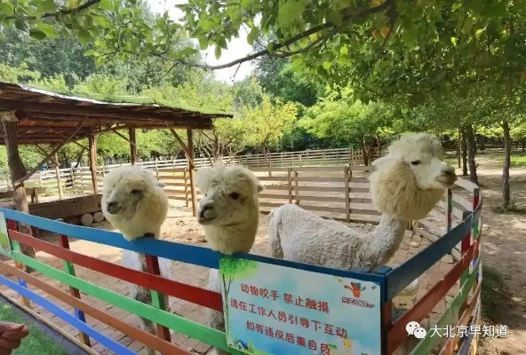 2020羊小咩便荔卡如何套出来 揭秘羊小咩便荔卡神秘套取之术
