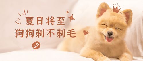 羊小咩便荔卡套出来是什么意思啊 羊小咩便荔卡套出来，揭秘新潮流