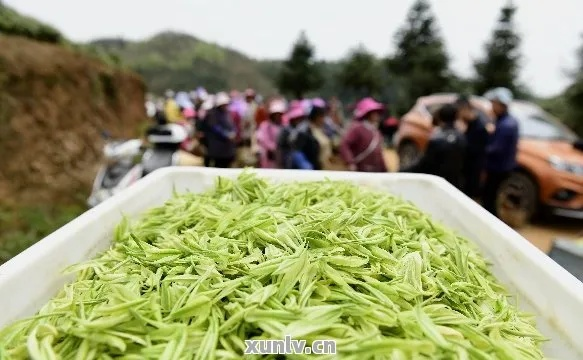 安顺茶叶品牌大盘点，探寻贵州安顺的茶香世界