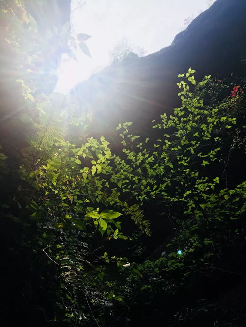 夏日炎炎，上海这些景点让你清凉一夏！
