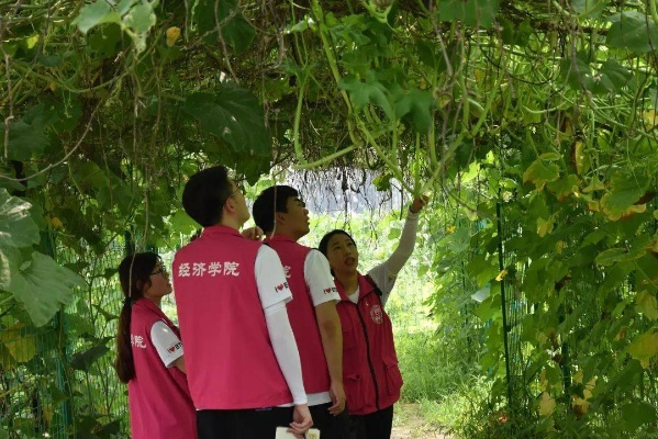 我为家乡乡村振兴添砖加瓦—我的实践与感悟