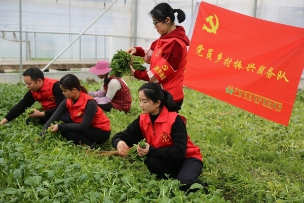 打造乡村振兴工作队，如何组建一支高效能的三农服务团队