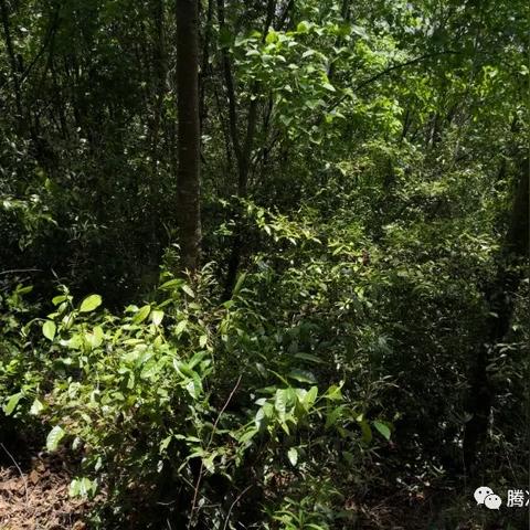 茶叶品牌大揭秘，品质与品牌的完美邂逅