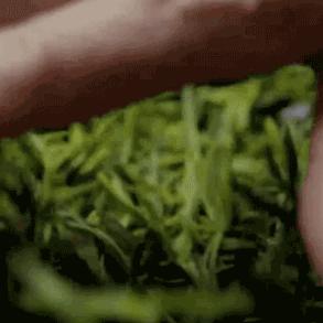 茶叶品牌大揭秘，品质与品牌的完美邂逅