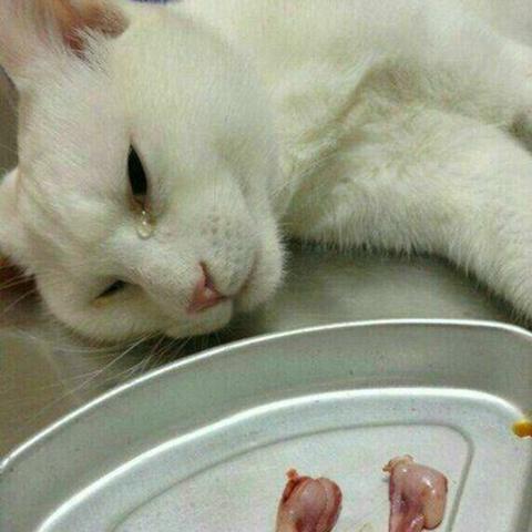 玉溪品牌零食加盟指南—热门品牌与案例分析