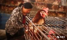 乡村活禽批发价格行情大盘点，涨跌起伏，你了解多少？