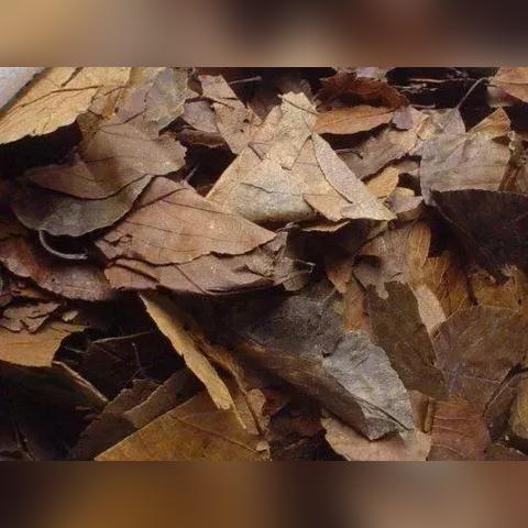 探秘三皮罐—揭秘这个茶叶品牌的魅力所在