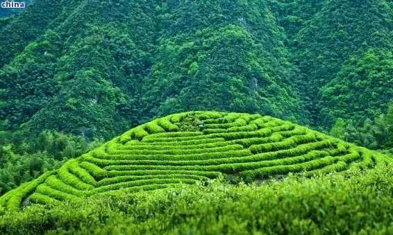 揭秘绿水青山—品味自然之韵的茶叶品牌