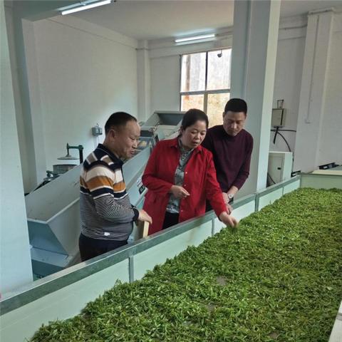 揭秘品牌官方旗舰店茶叶排行，哪些好茶最受欢迎？