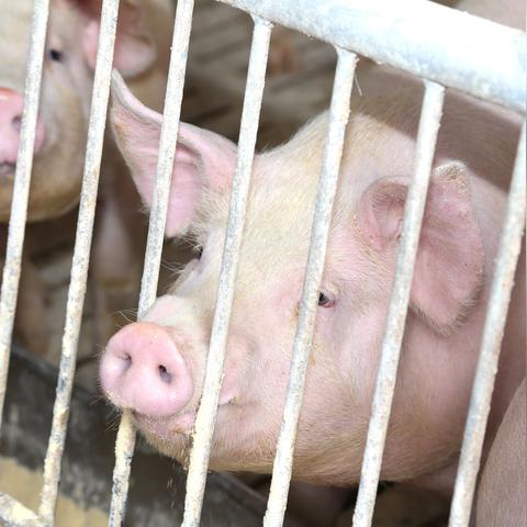 京东白条能到多少额度提现 揭秘京东白条额度，你能提现多少？