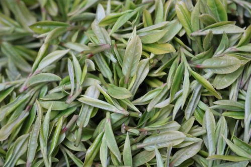 茶叶品牌推荐，绿茶篇—哪些品牌值得你品鉴？