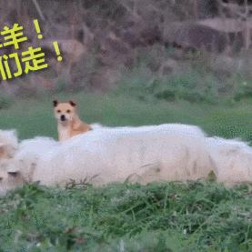 的羊小咩享花卡取现利息高吗 羊小咩享花卡取现利息高吗？案例分析告诉你答案！