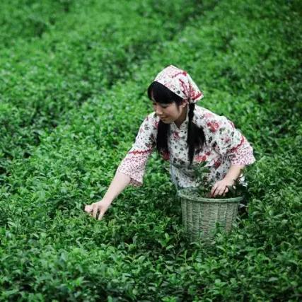 黄岩茶叶品种大盘点，知名品牌与特色茶叶一览表