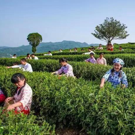 探寻富硒茶叶的魅力—盘点知名富硒茶叶品牌