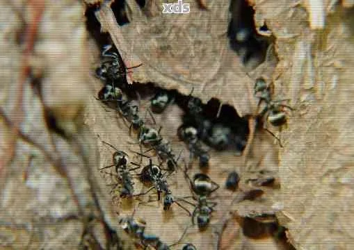 揭秘像蚂蚁的茶叶—探寻神秘品牌背后的故事