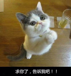 猫咪玩具界的明星品牌大盘点，让你的宠物猫乐翻天！