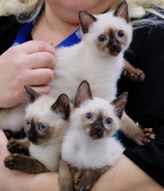 猫咪玩具界的明星品牌大盘点，让你的宠物猫乐翻天！