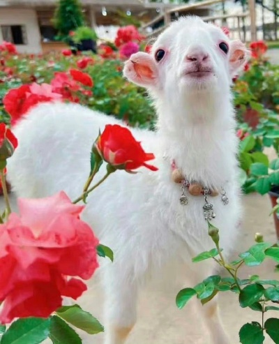 遵义那点有羊小咩享花卡套出来