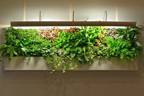 长沙植物墙加盟品牌大揭秘