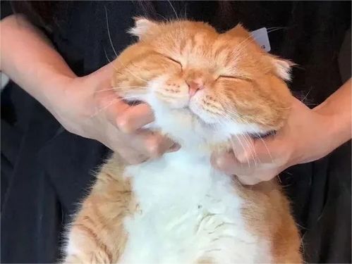 揭秘圆形小猫玩具的神秘品牌—可爱萌宠，陪伴成长！