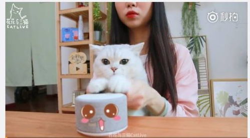 揭秘圆形小猫玩具的神秘品牌—可爱萌宠，陪伴成长！