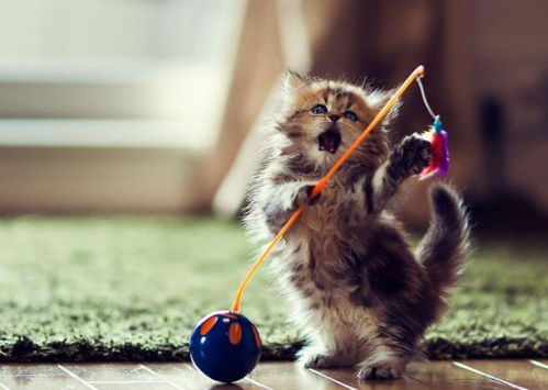 揭秘圆形小猫玩具的神秘品牌—可爱萌宠，陪伴成长！