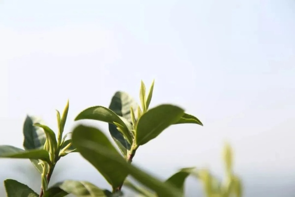 龙王山茶叶，从山野到茶香四溢的品牌传奇