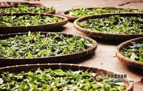 江西茶叶香飘四海，地方品牌实力盘点！