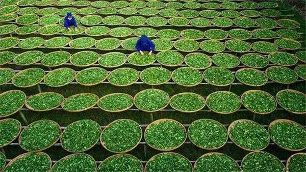 江西茶叶香飘四海，地方品牌实力盘点！