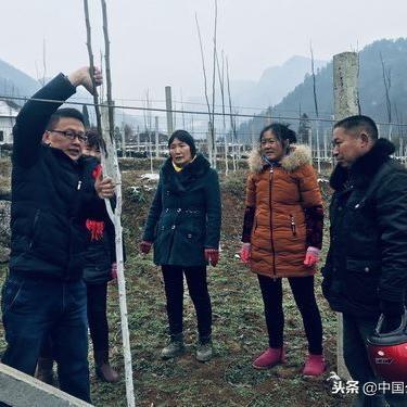 四川绿色果园茶叶，品味自然之韵，传承绿色传奇