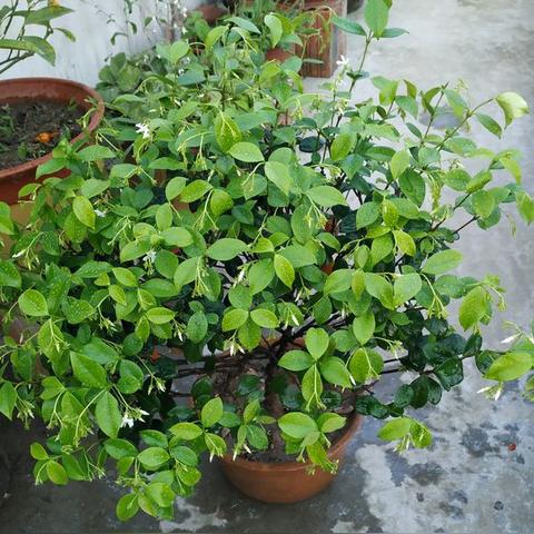 母婴品牌香水，为宝宝带来爱的芬芳