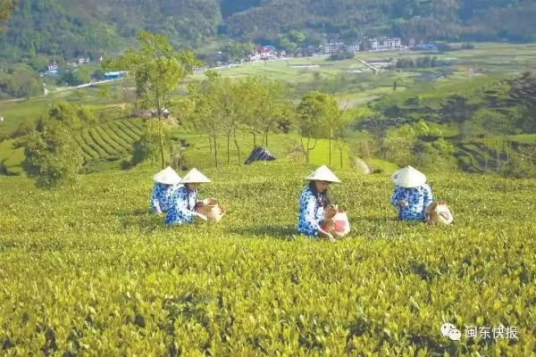 探寻宁强茶叶之美—十大品牌排行榜揭晓！