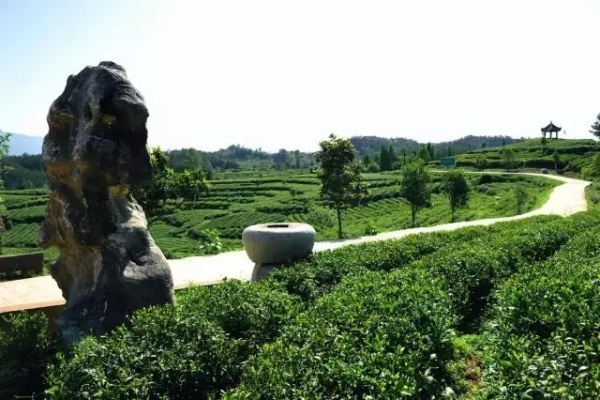 探寻宁强茶叶之美—十大品牌排行榜揭晓！