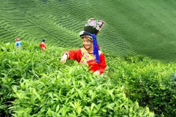 探寻宁强茶叶之美—十大品牌排行榜揭晓！