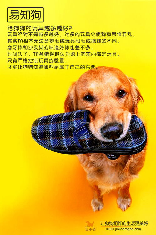 如何挑选狗狗玩具品牌，全方位指南