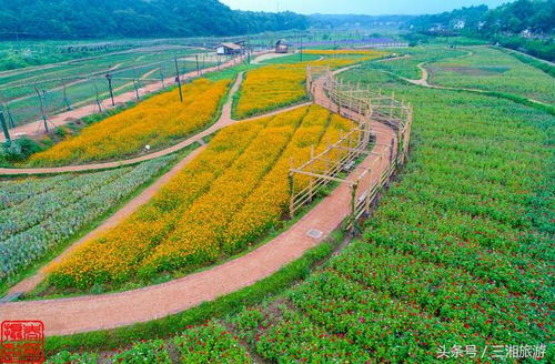 统一战线助力乡村振兴，共绘美丽乡村新画卷