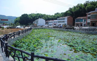 统一战线助力乡村振兴，共绘美丽乡村新画卷