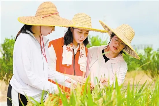 乡村振兴第一书记的实践指南，如何做好领头羊