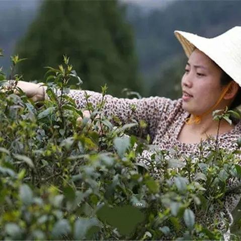 余庆县茶叶品牌大盘点，品味绿色健康，尽享茶香四溢