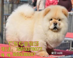 松狮狗玩具大揭秘，这些品牌让你家的松狮乐翻天！