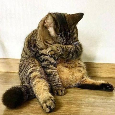 猫咪零食大揭秘，这些品牌让你家的猫咪幸福感爆棚！