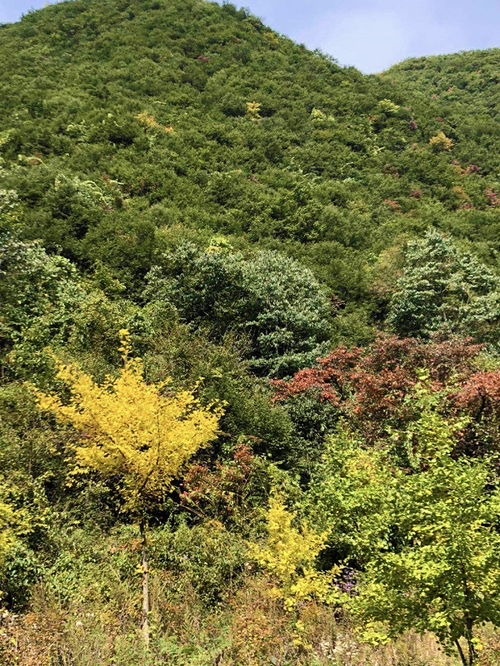 栾川王府竹林，隐匿于山水间的仙境，探秘自然之美
