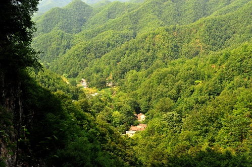 栾川王府竹林，隐匿于山水间的仙境，探秘自然之美